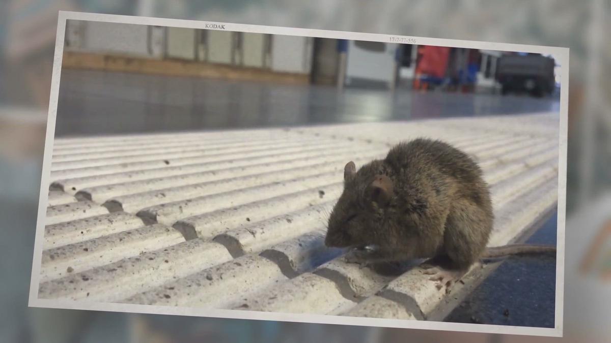 Do Ultrasonic Pest Repellers Work on Mice (What You Should Know) Pest